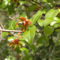 Ochna lanceolata Spreng.